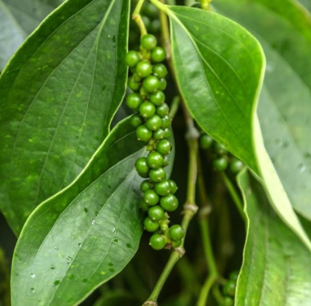 Black Pepper Plant