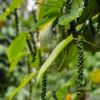 Black Pepper Plant