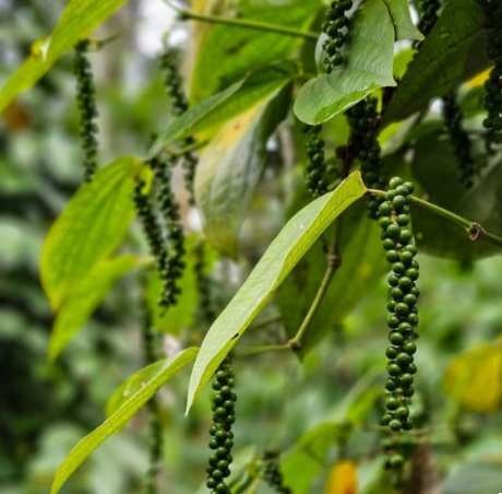 Black Pepper Plant