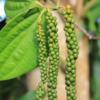 Black Pepper Plant