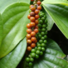 Black Pepper Plant