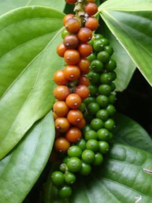 Black Pepper Plant