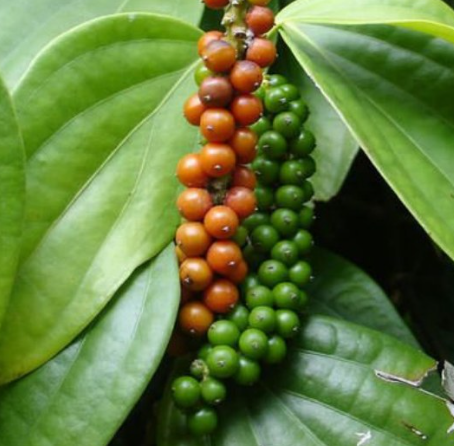 Black Pepper Plant