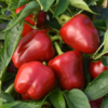 Screenshot 2026-06-02 145042 Snackabelle Red Pepper Plant Organic