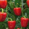 Screenshot 2026-06-02 145127 Snackabelle Red Pepper Plant Organic