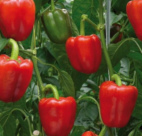 Screenshot 2026-06-02 145127 Snackabelle Red Pepper Plant Organic