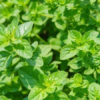 Greek Oregano Plant Organic