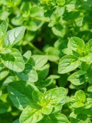 Greek Oregano Plant Organic