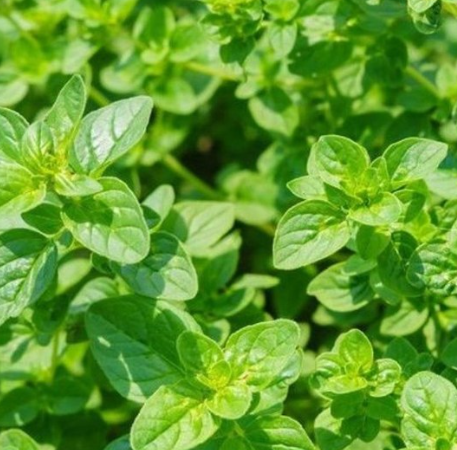 Greek Oregano Plant Organic
