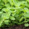 Greek Oregano Plant Organic