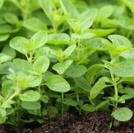 Greek Oregano Plant Organic