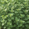 Greek Oregano Plant Organic