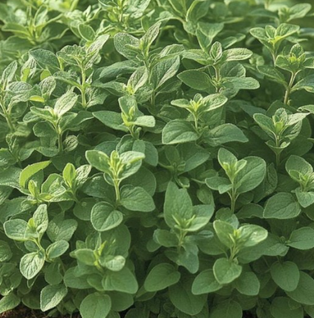 Greek Oregano Plant Organic