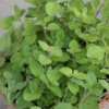 Greek Oregano Plant Organic