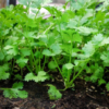Cilantro Plant Organic