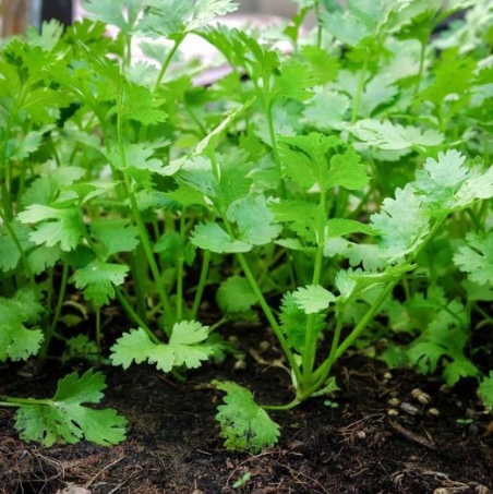 Cilantro Plant Organic