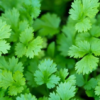 Cilantro Plant Organic