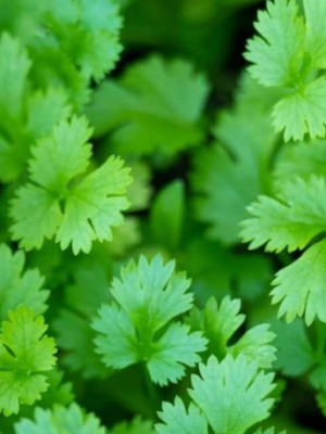 Cilantro Plant Organic