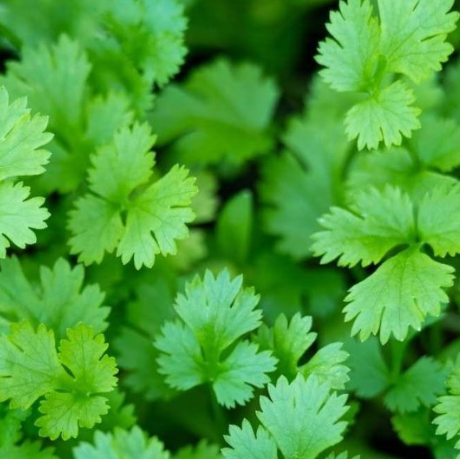 Cilantro Plant Organic