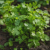 Cilantro Plant Organic