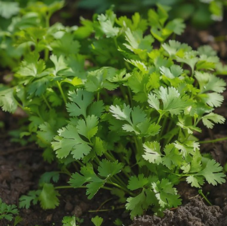 Cilantro Plant Organic