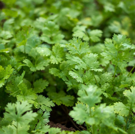 Cilantro Plant Organic