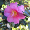 Slim 'N Trim Camellia
