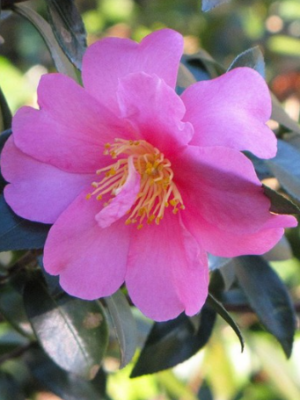Slim 'N Trim Camellia