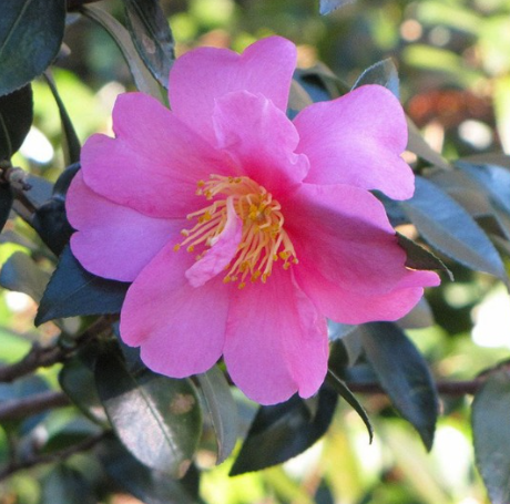 Slim 'N Trim Camellia
