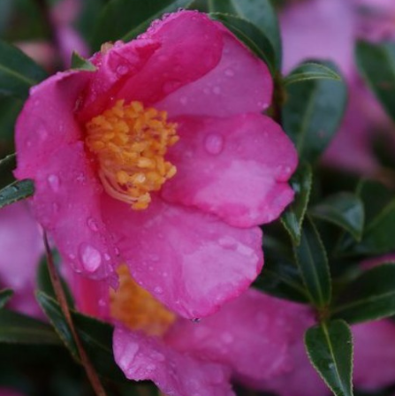 Slim 'N Trim Camellia