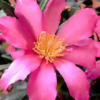 Slim 'N Trim Camellia
