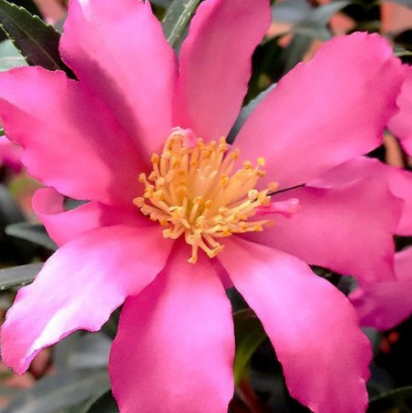 Slim 'N Trim Camellia