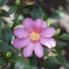 Slim 'N Trim Camellia