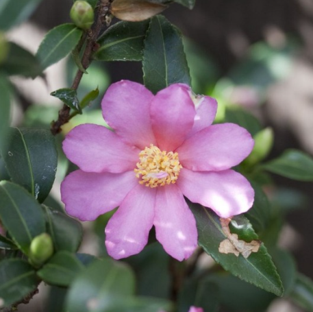 Slim 'N Trim Camellia