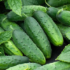 Organic Cucumber Salad Bush