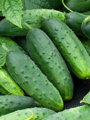 Organic Cucumber Salad Bush