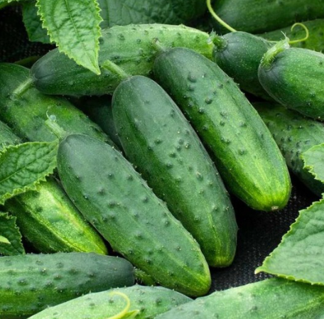 Organic Cucumber Salad Bush