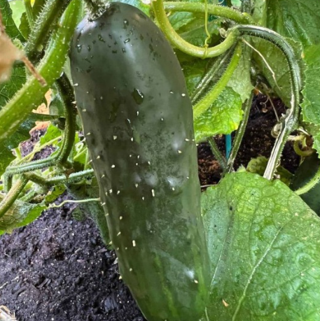 Organic Cucumber Salad Bush