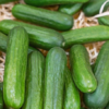 Organic Cucumber Salad Bush