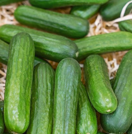 Organic Cucumber Salad Bush