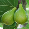 Italian Honey Fig Tree