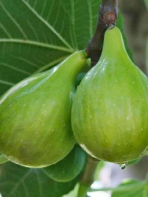 Italian Honey Fig Tree