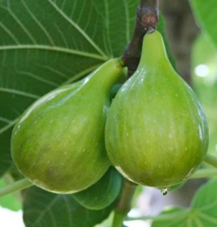 Italian Honey Fig Tree