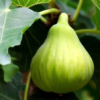 Italian Honey Fig Tree