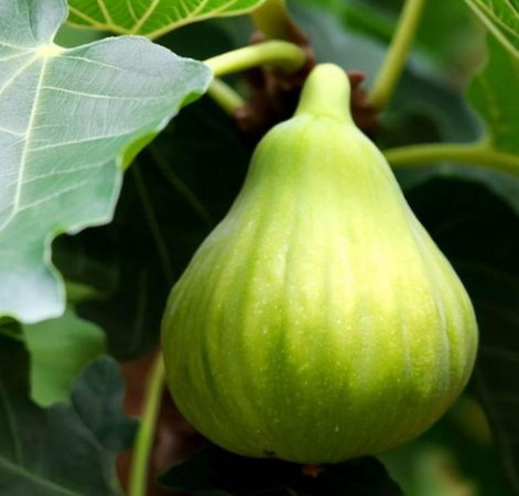 Italian Honey Fig Tree