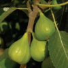Italian Honey Fig Tree