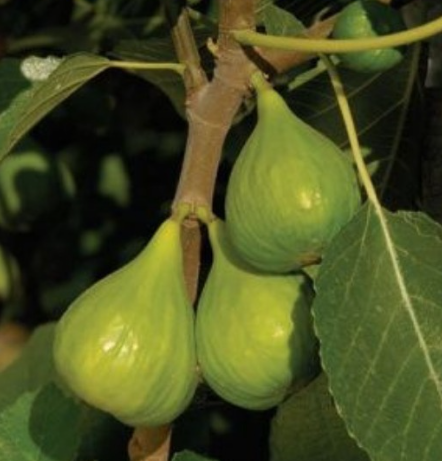 Italian Honey Fig Tree