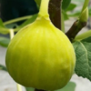 Italian Honey Fig Tree