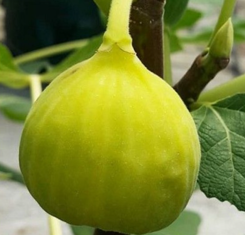 Italian Honey Fig Tree