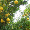 Swingle Citrumelo Tree